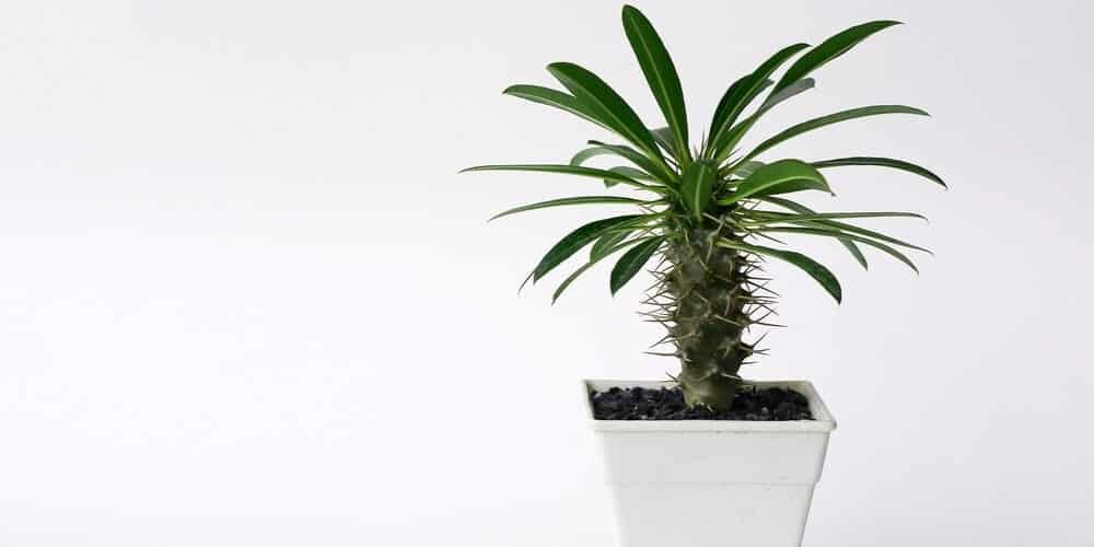Madagascar Palm white pot