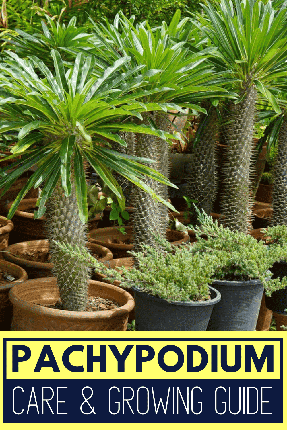 Pachypodium Pachypodium