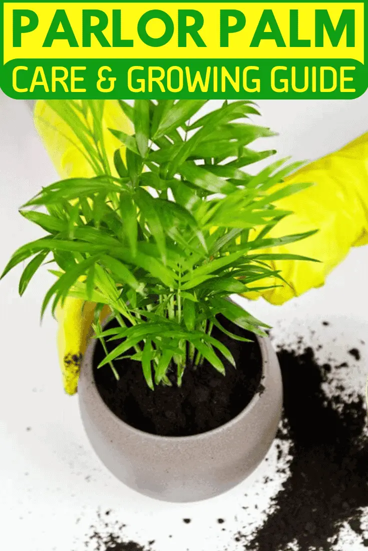 Parlor Palm Parlor Palm