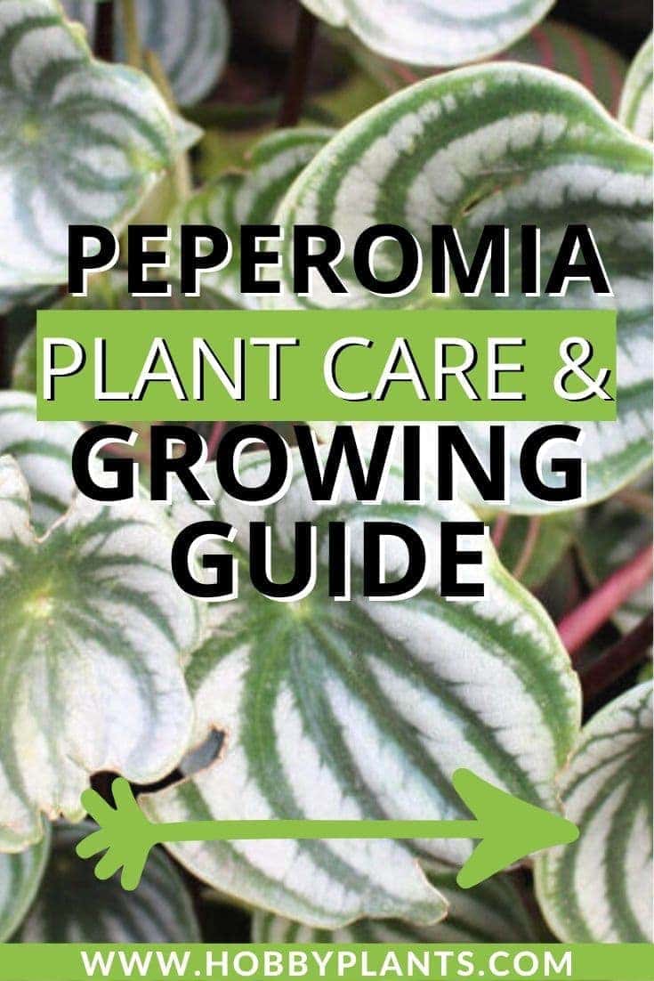 Peperomia Plant Care