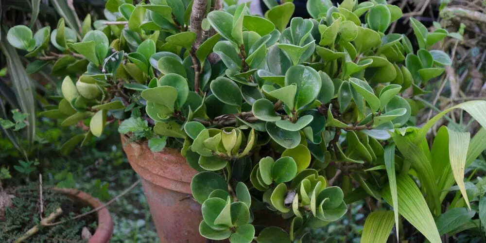 Peperomia obtusifolia