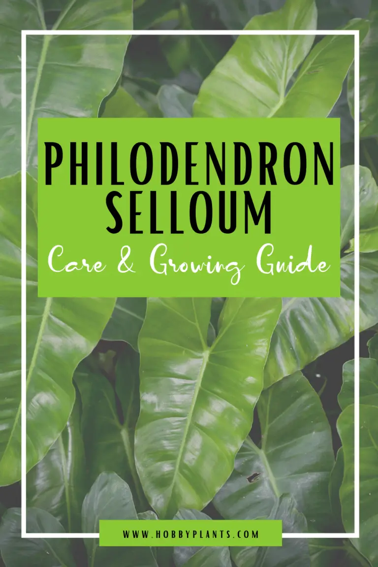 Philodendron Selloum Care &amp; Growing Guide Hobby Plants