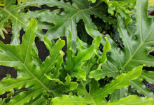 Philodendron Selloum Care & Growing Guide