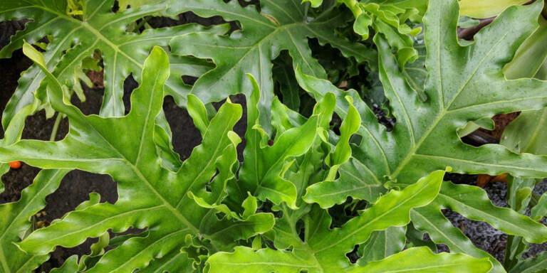Philodendron Selloum Leafs