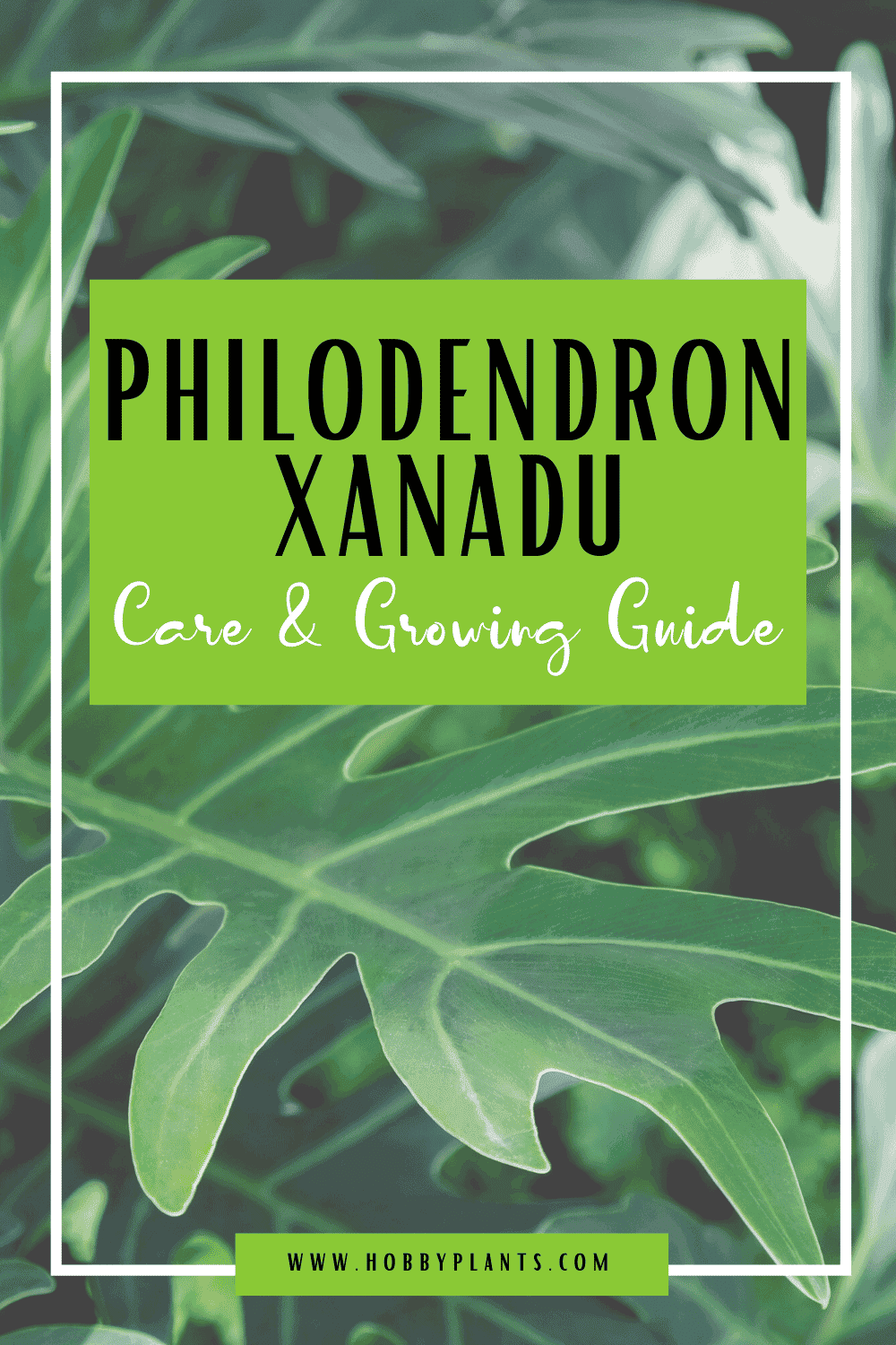 Philodendron Xanadu Care Philodendron Xanadu Care