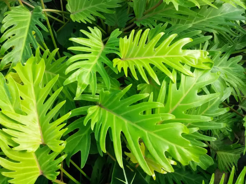 Philodendron Xanadu Care & Growing Guide