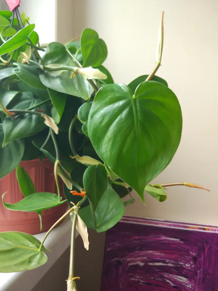 Philodendron Philodendron