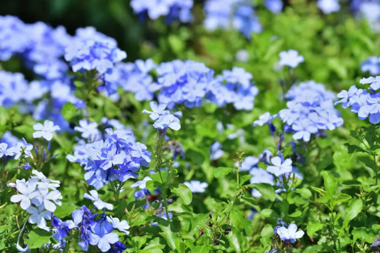 Blue Plumbago Plant (Plumbago auriculata) Care & Growing Guide