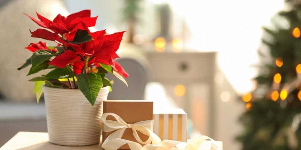 poinsettia christmas tree decoration