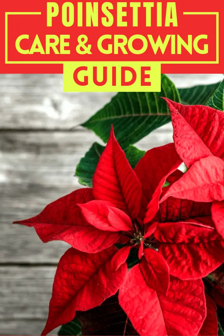 Poinsettia Care & Growing Guide