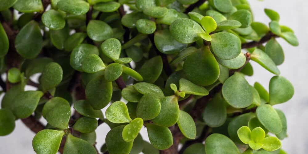 Portulacaria afra