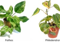 Pothos vs Philodendron - How to tell the difference