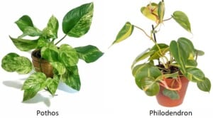 Pothos vs Philodendron - How to tell the difference
