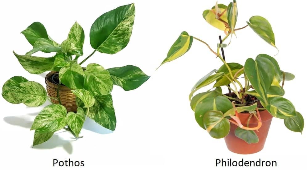 Pothos vs Philodendron