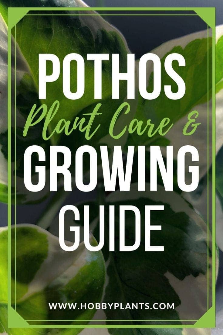 Pothos Plant Care