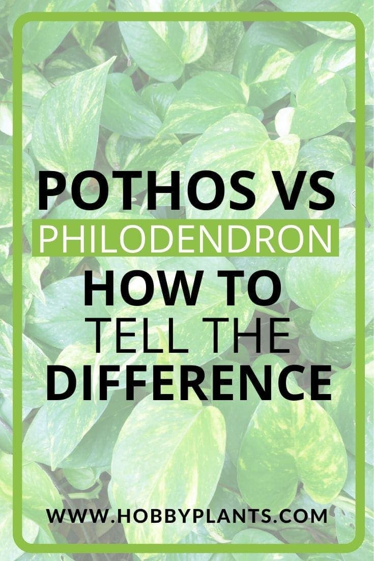 Pothos vs Philodendron
