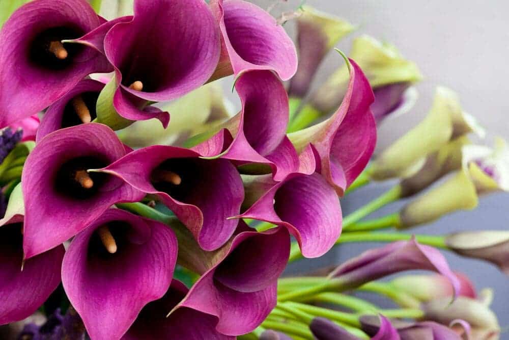 Purple Calla Lily Flowers