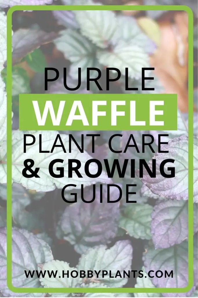 Purple Waffle Plant Care & Growing guide