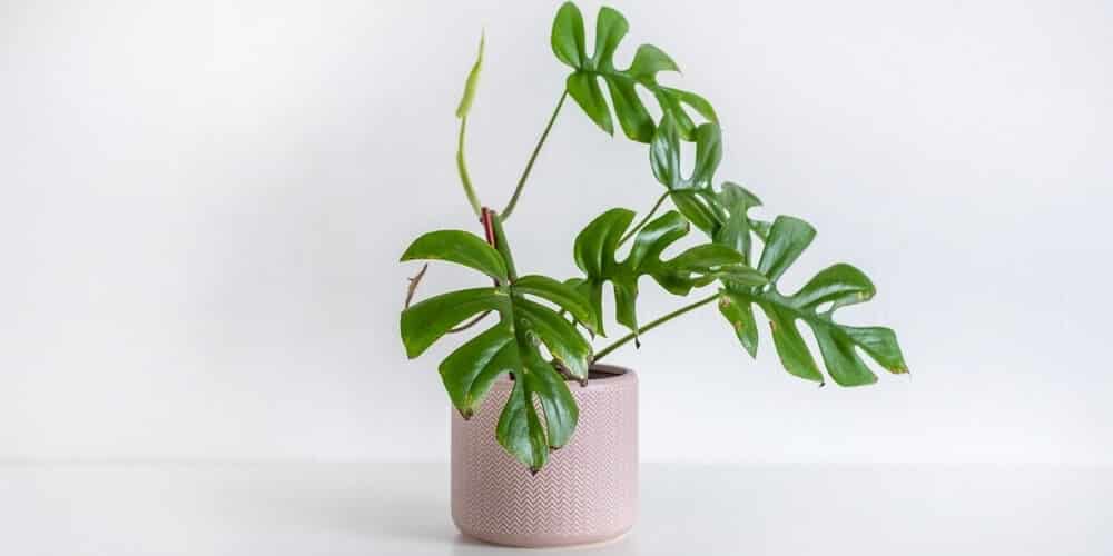 Rhaphidophora tetrasperma in a pink pot