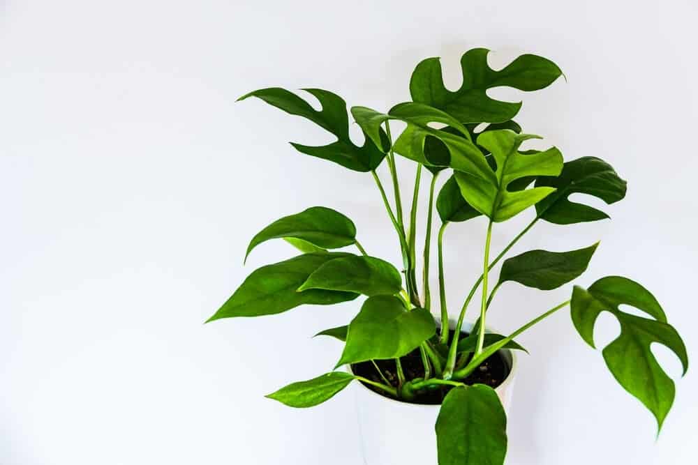 Rhaphidophora tetrasperma in a white pot