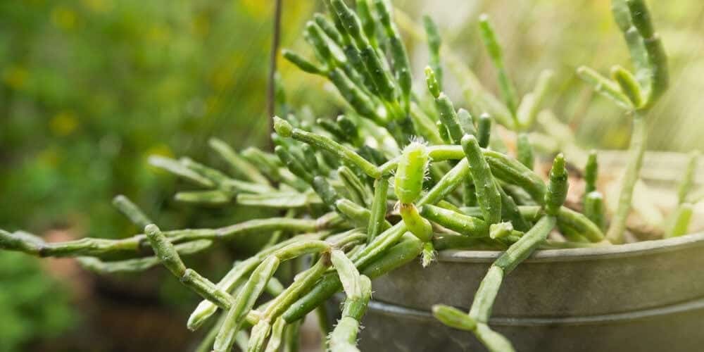 Rhipsalis growing in a bucket