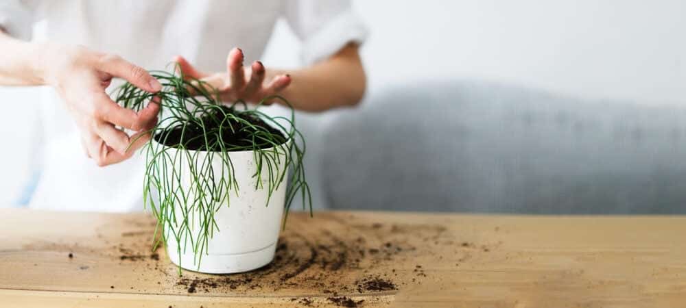 Rhipsalis woman repot