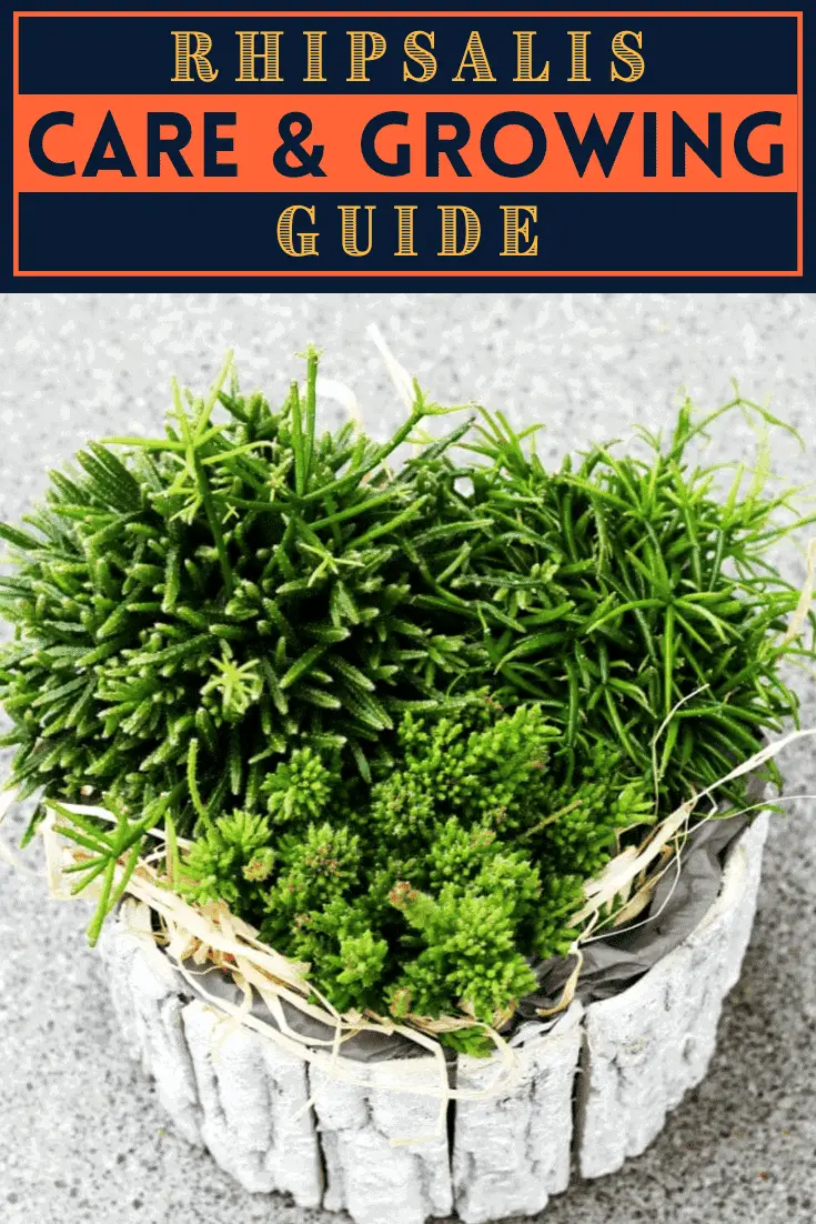 Rhipsalis Rhipsalis