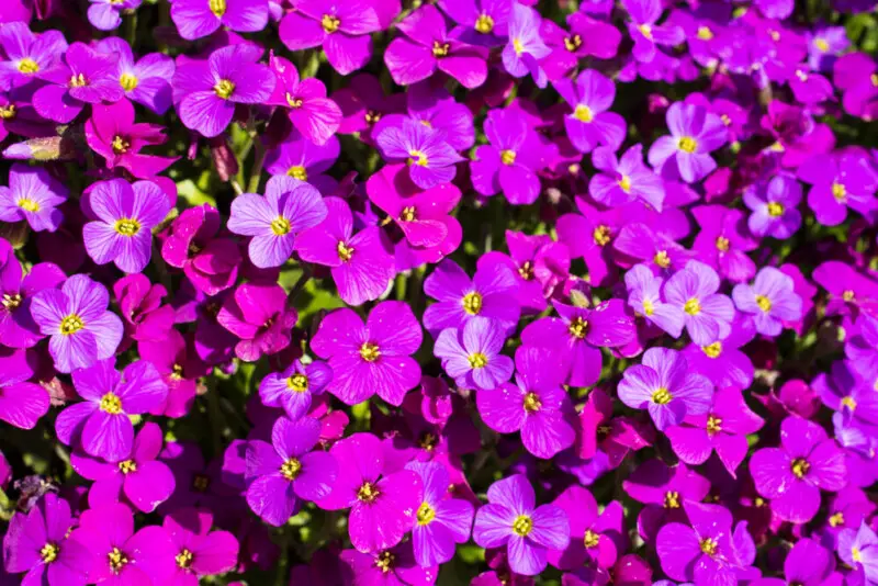 Rock Cress Flowers (Aubrieta deltoidea) Care Guide