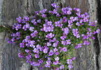 Rock Cress Flowers (Aubrieta deltoidea) Care Guide