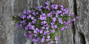 Rock Cress Flowers (Aubrieta deltoidea) Care Guide