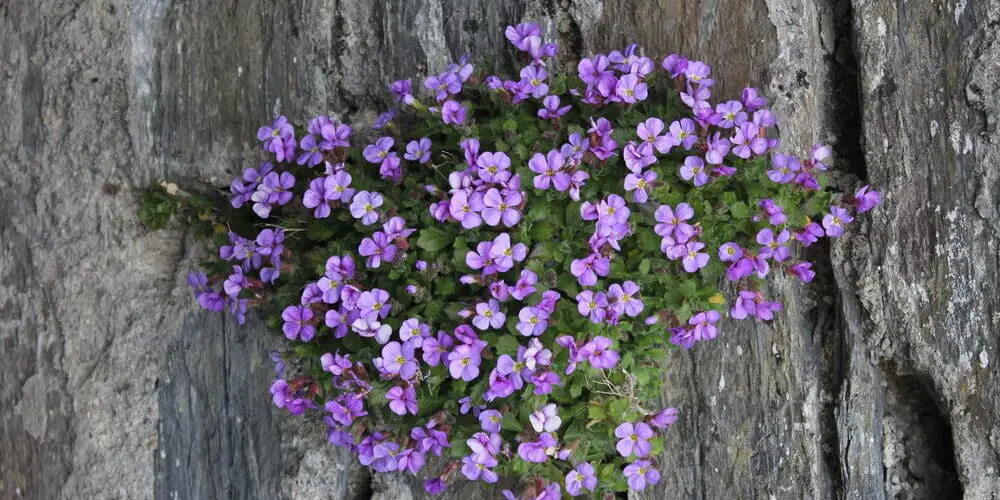 Rock Cress flowers