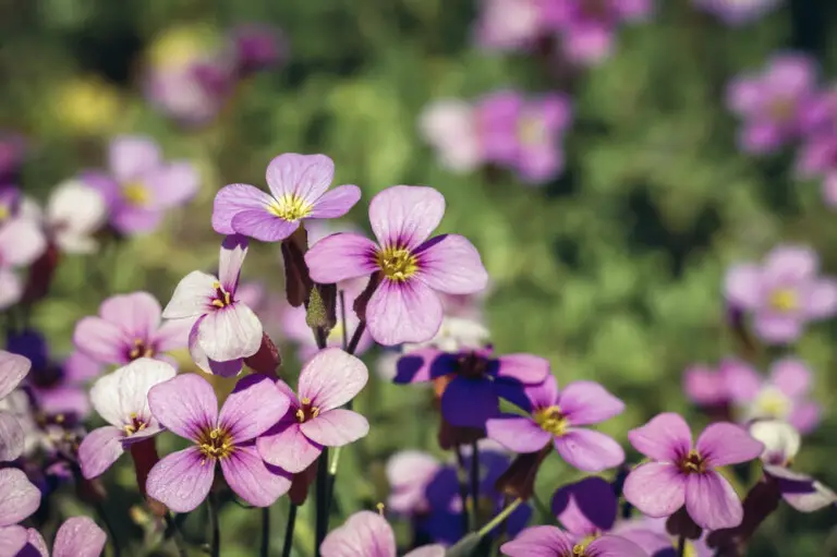 Rock Cress Flowers (Aubrieta deltoidea) Care Guide
