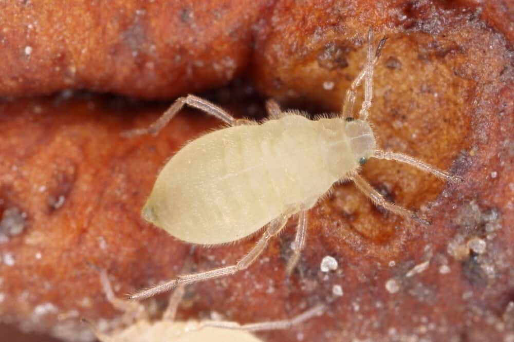 Root Aphid