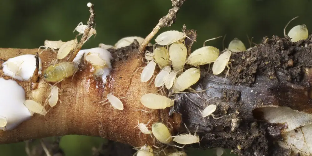 Root Aphids