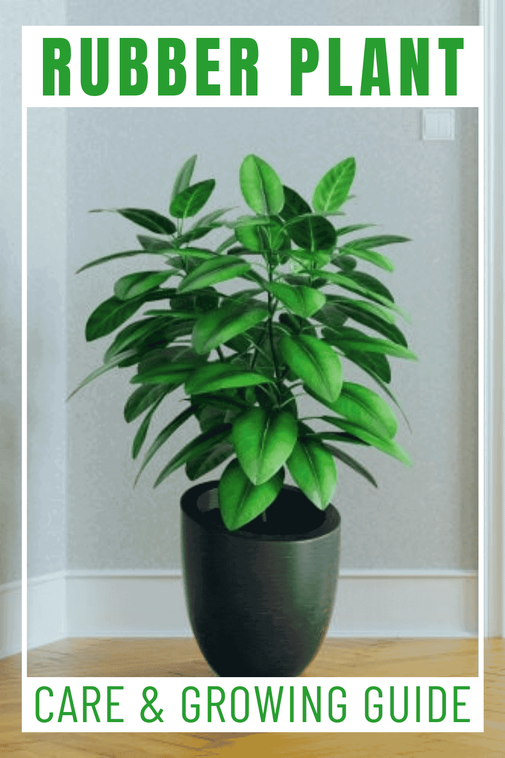 Rubber Plant Rubber Plant