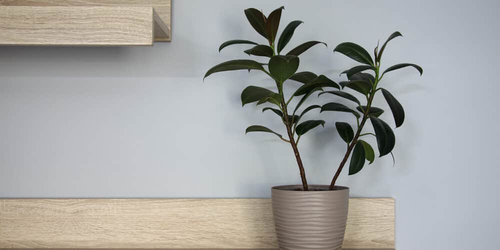Rubber plant in interior