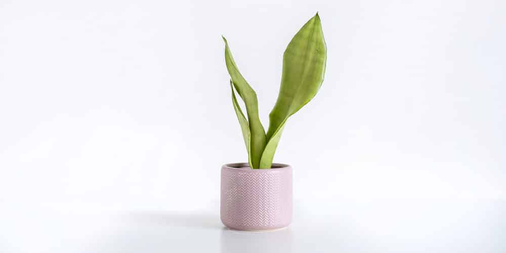 Sansevieria Moonshine