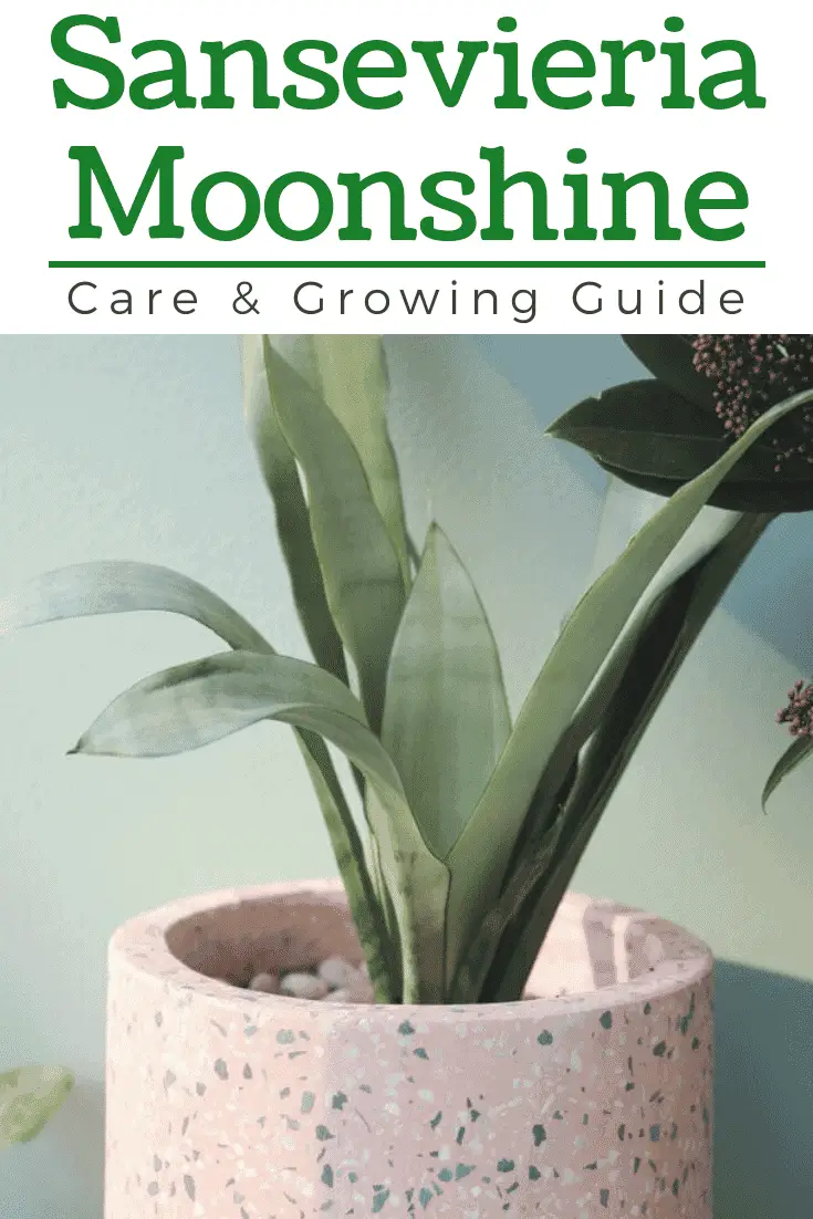 Sansevieria Moonshine