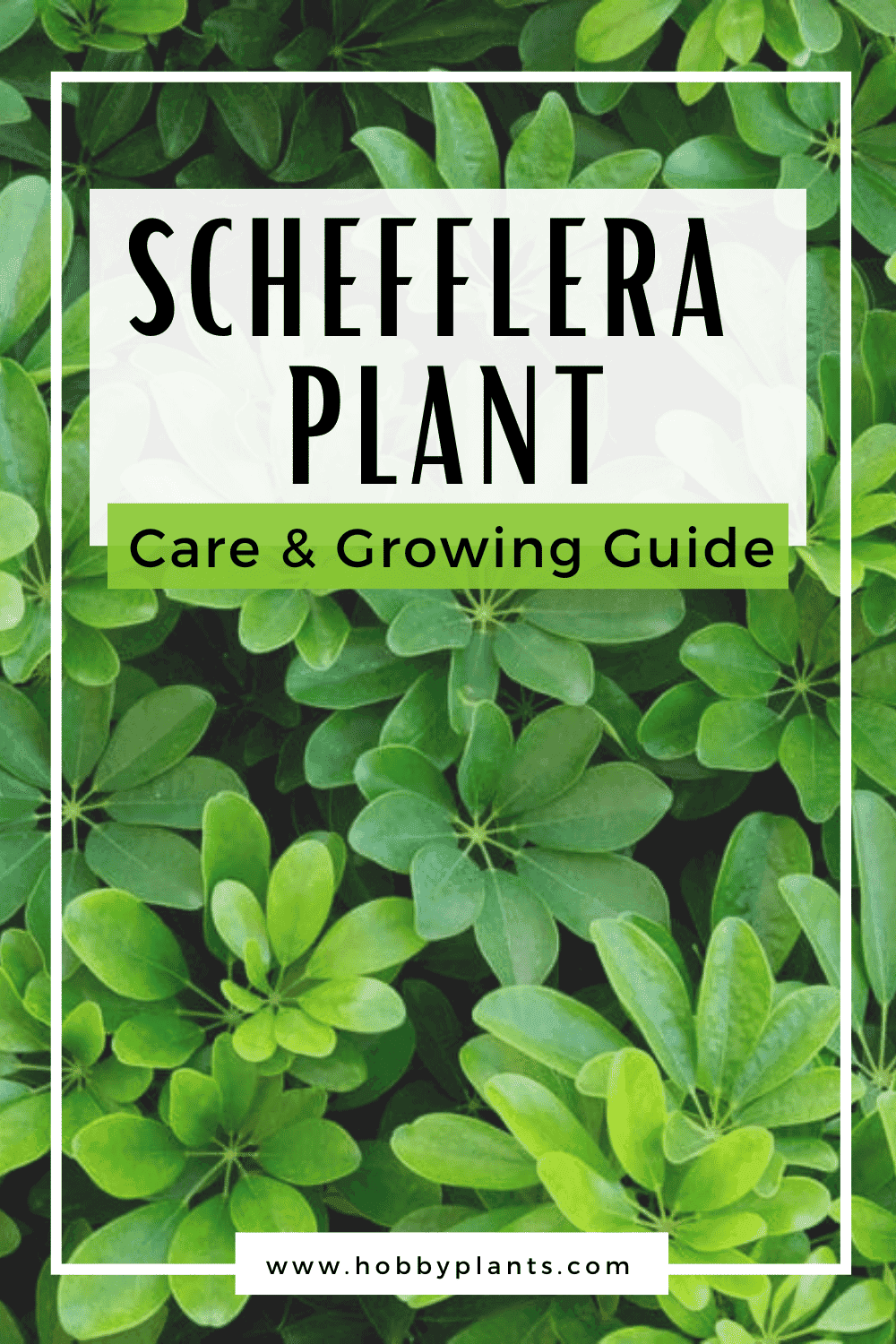 Schefflera Plant Care