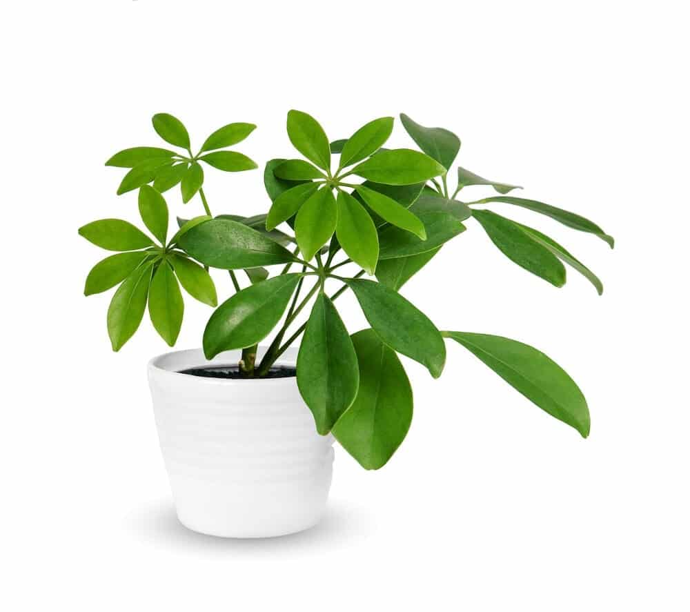 Schefflera Plant in pot