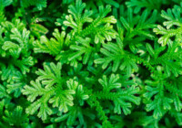 Spike Moss (Selaginella) Care & Growing Guide