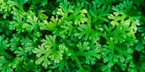 Spike Moss (Selaginella) Care & Growing Guide