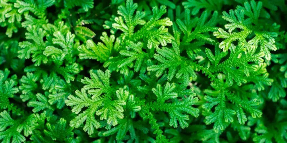 Selaginella spike moss