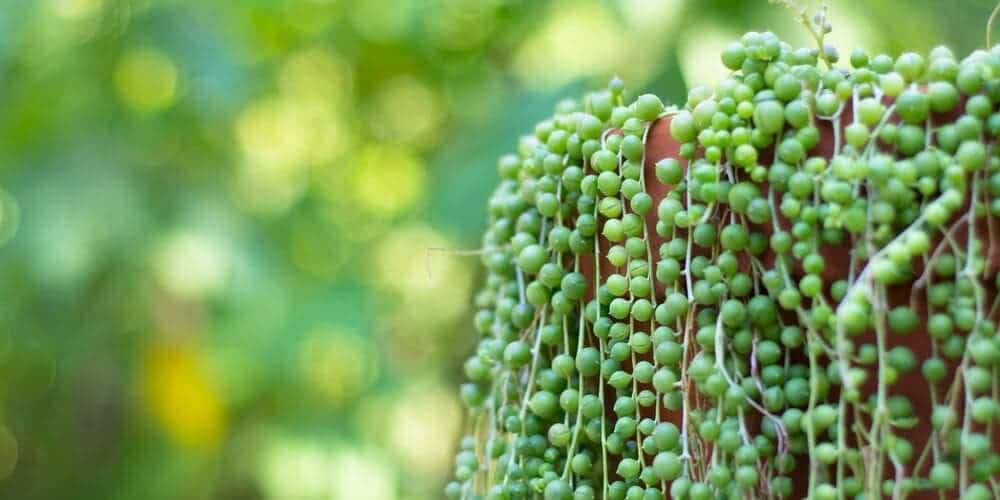 Senecio rowleyanus
