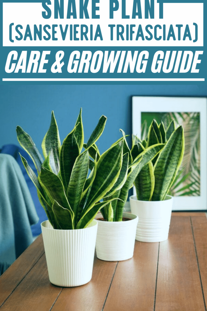 Snake Plant (Sansevieria Trifasciata) Care &amp; Growing Guide