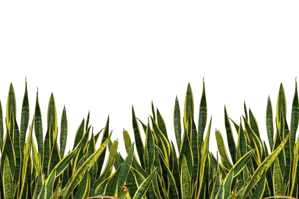 Snake Plant isolated whote backgrpound