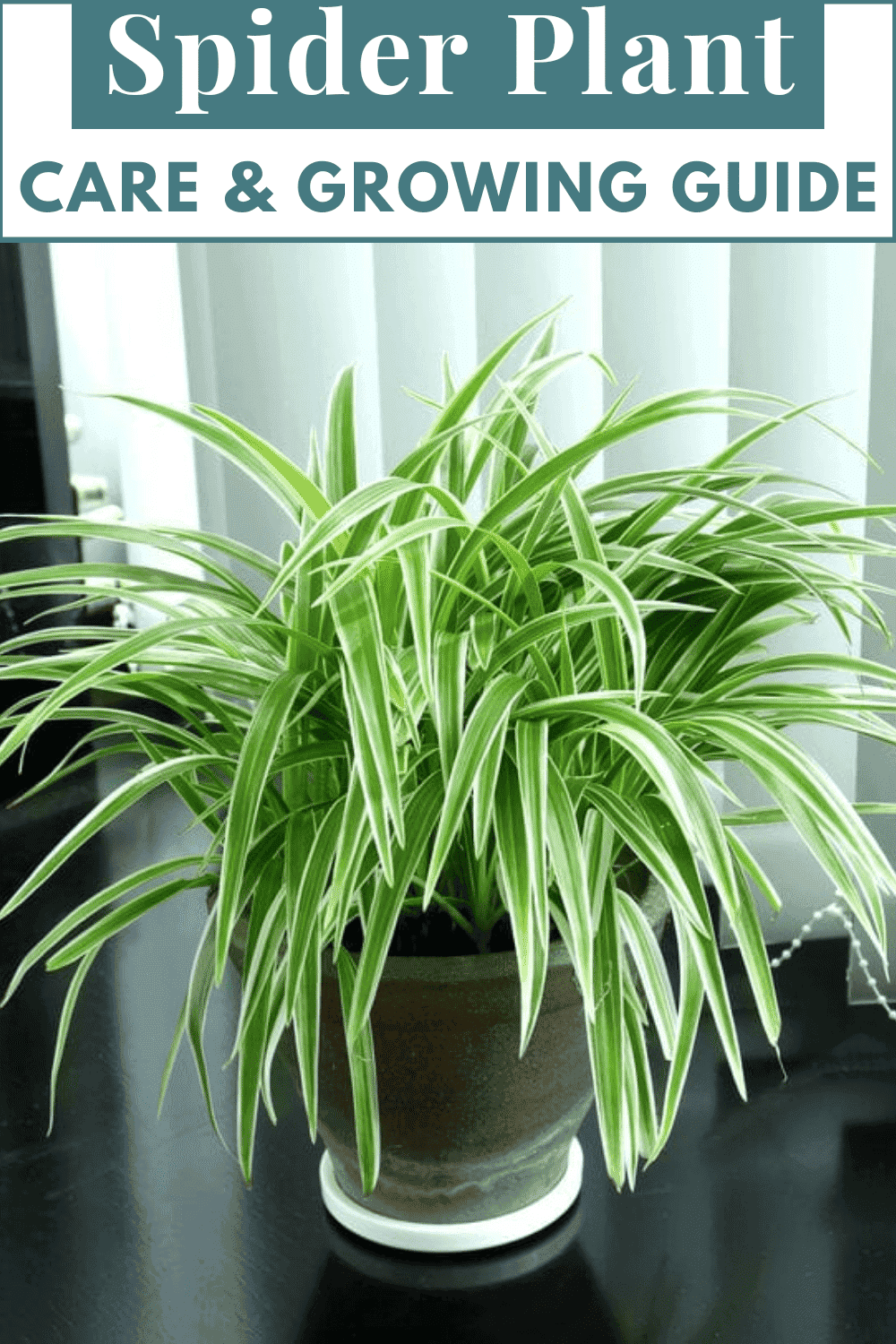 Spider Plant Spider Plant