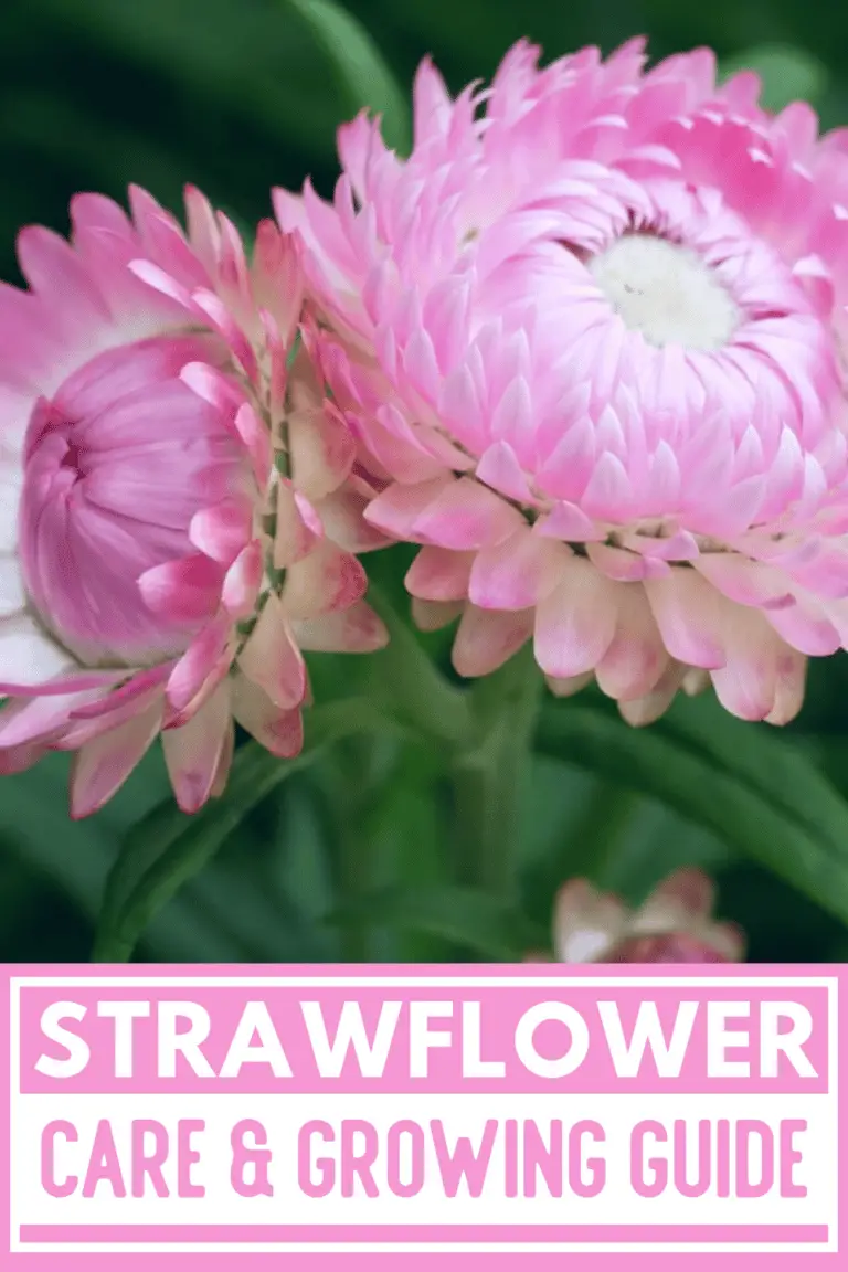 Strawflower Care & Growing Guide