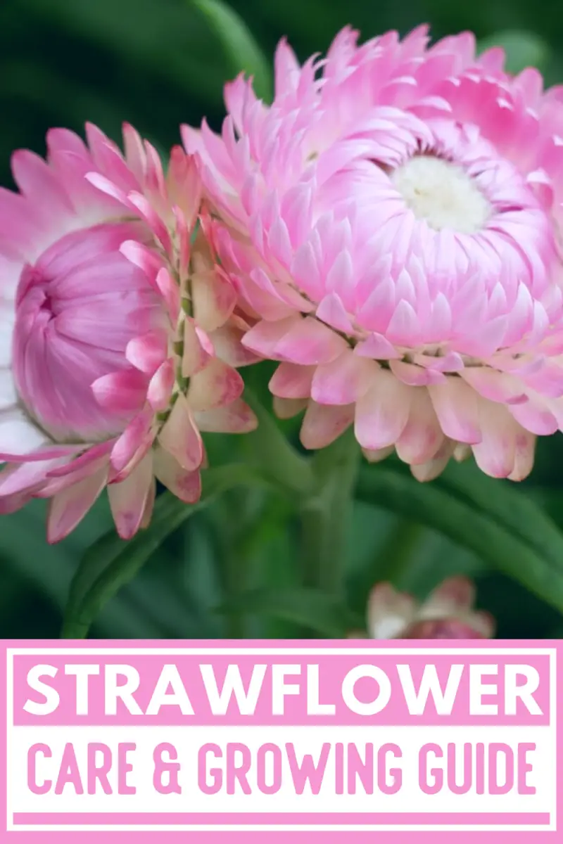 Strawflower Care & Growing Guide