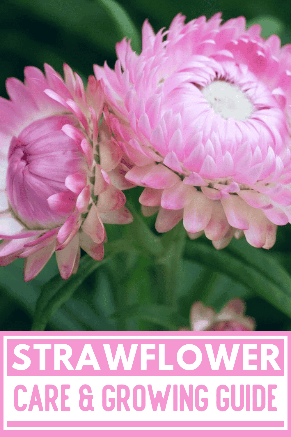 Strawflower Strawflower